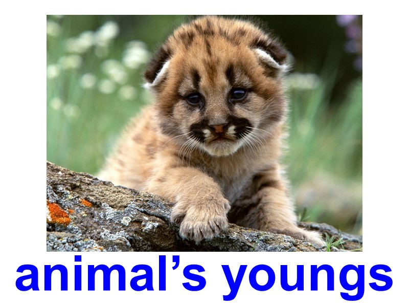animal’s youngs